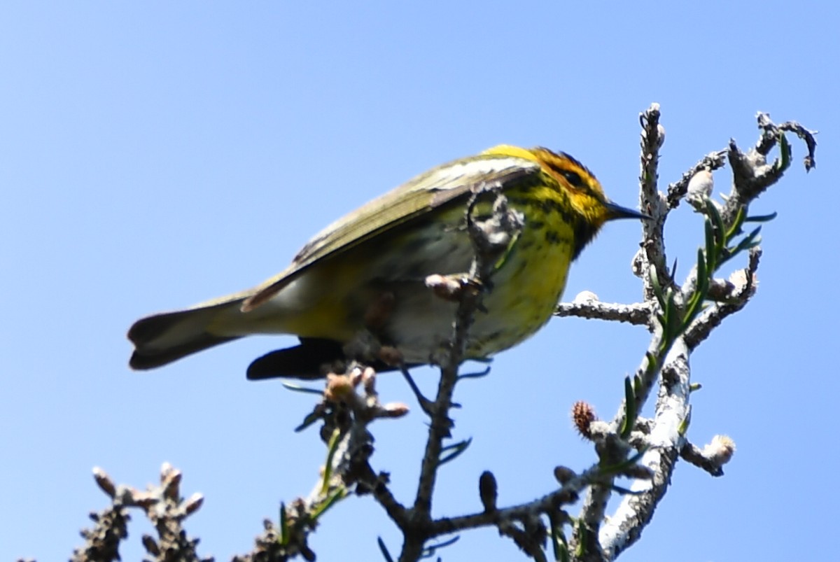 Cape May Warbler - Jean Aubé