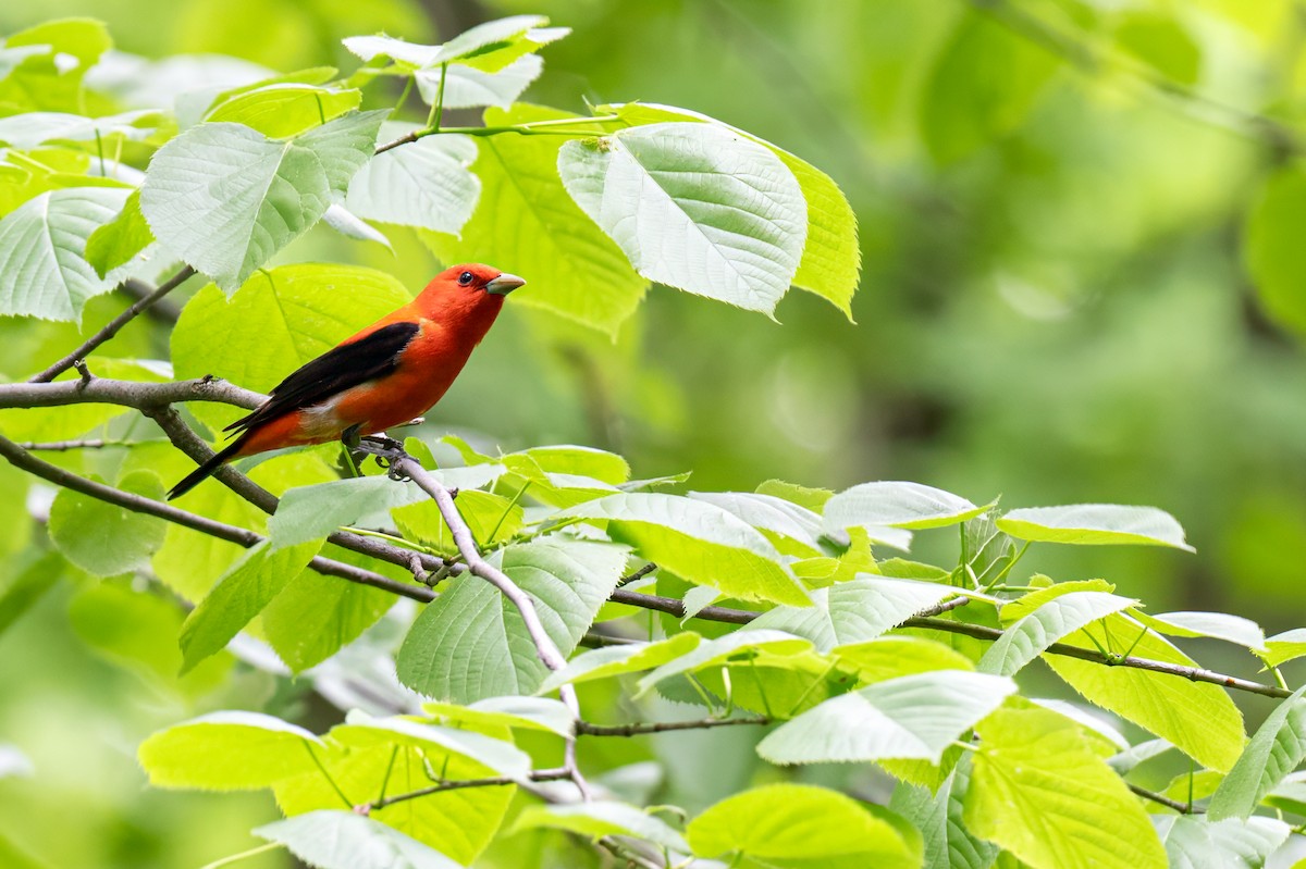 Scarlet Tanager - Cynthia Carlson