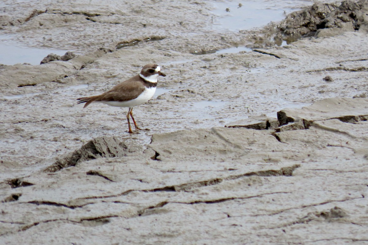 Semipalmated Plover - Terry Swope