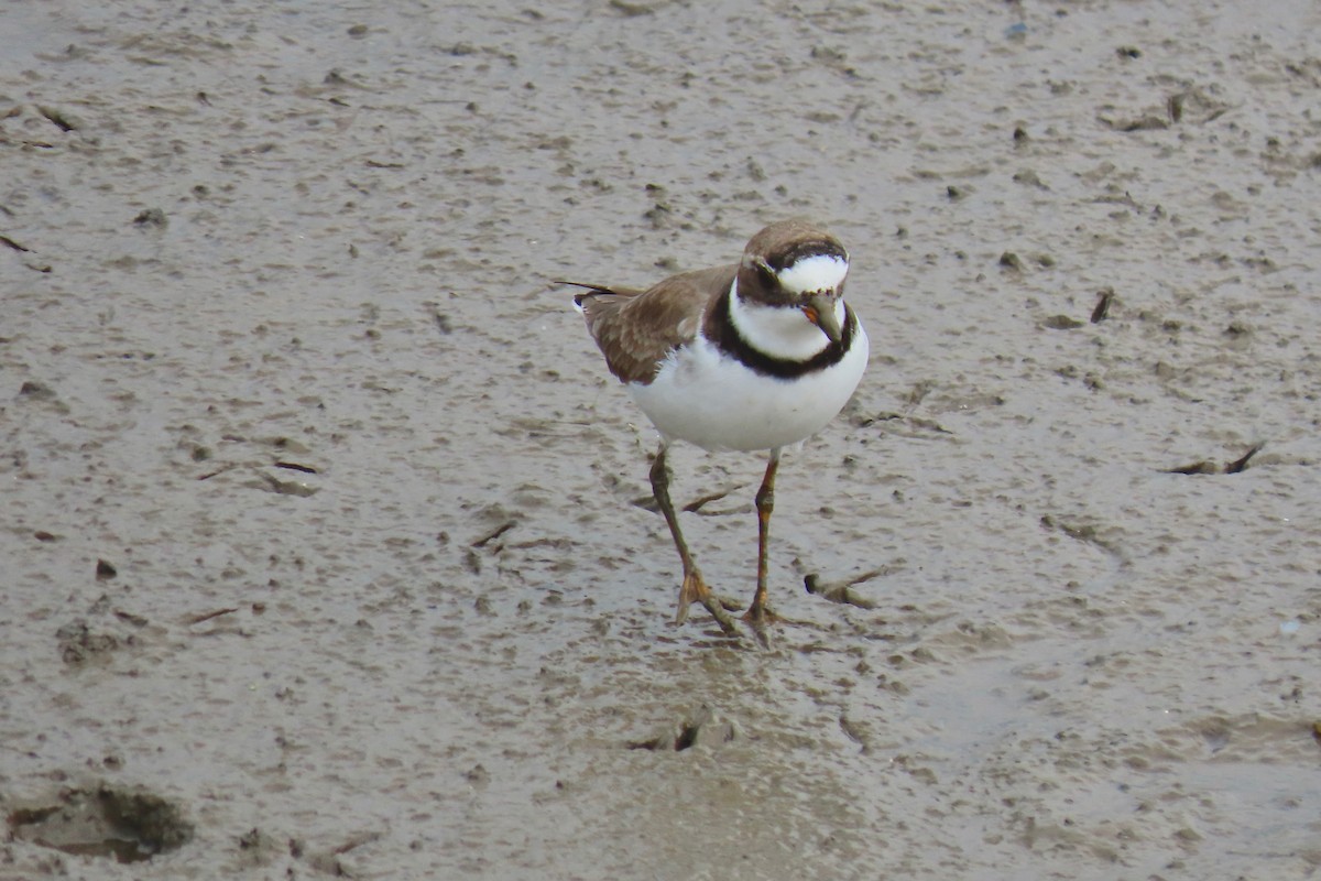 Semipalmated Plover - Terry Swope