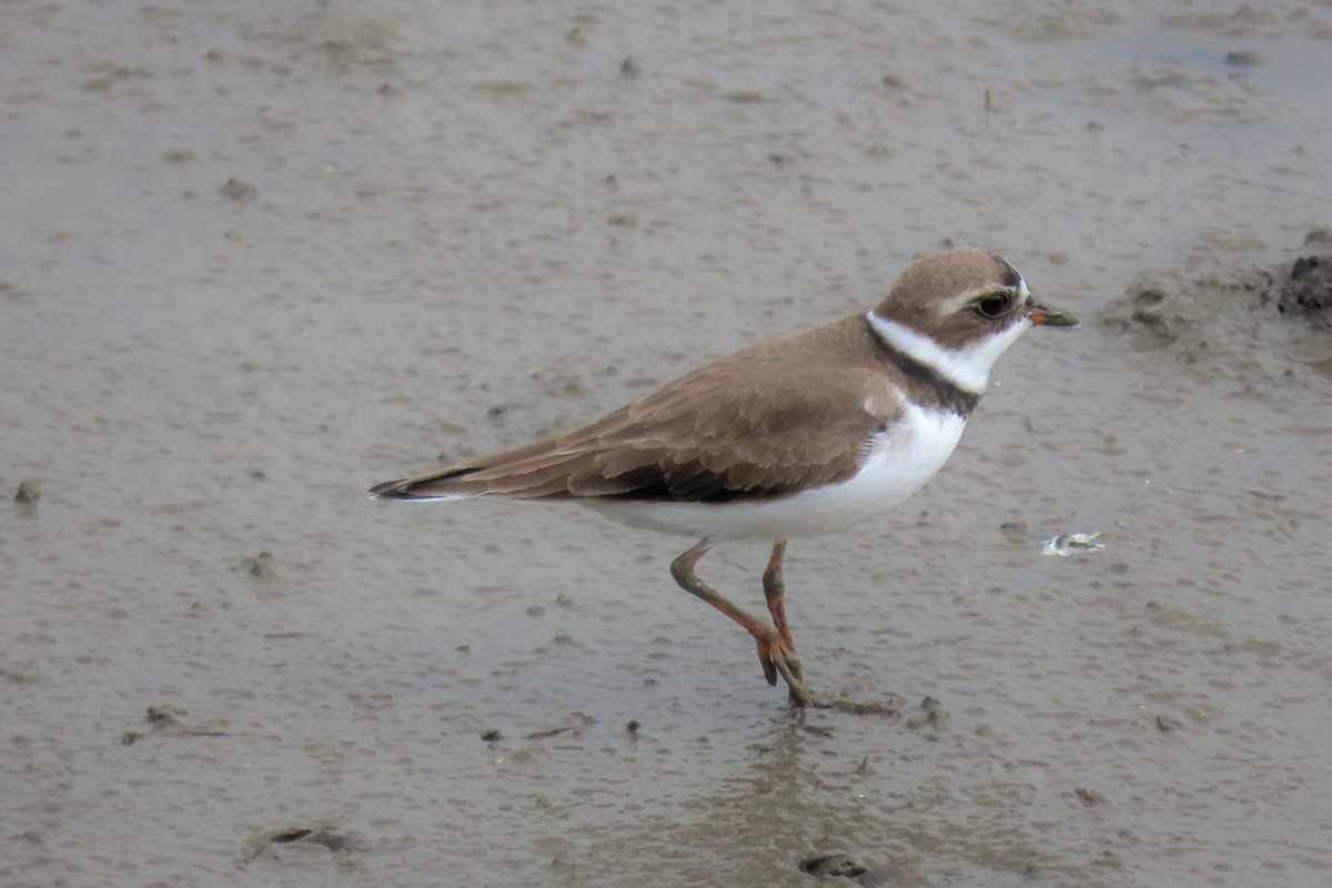 Semipalmated Plover - Terry Swope