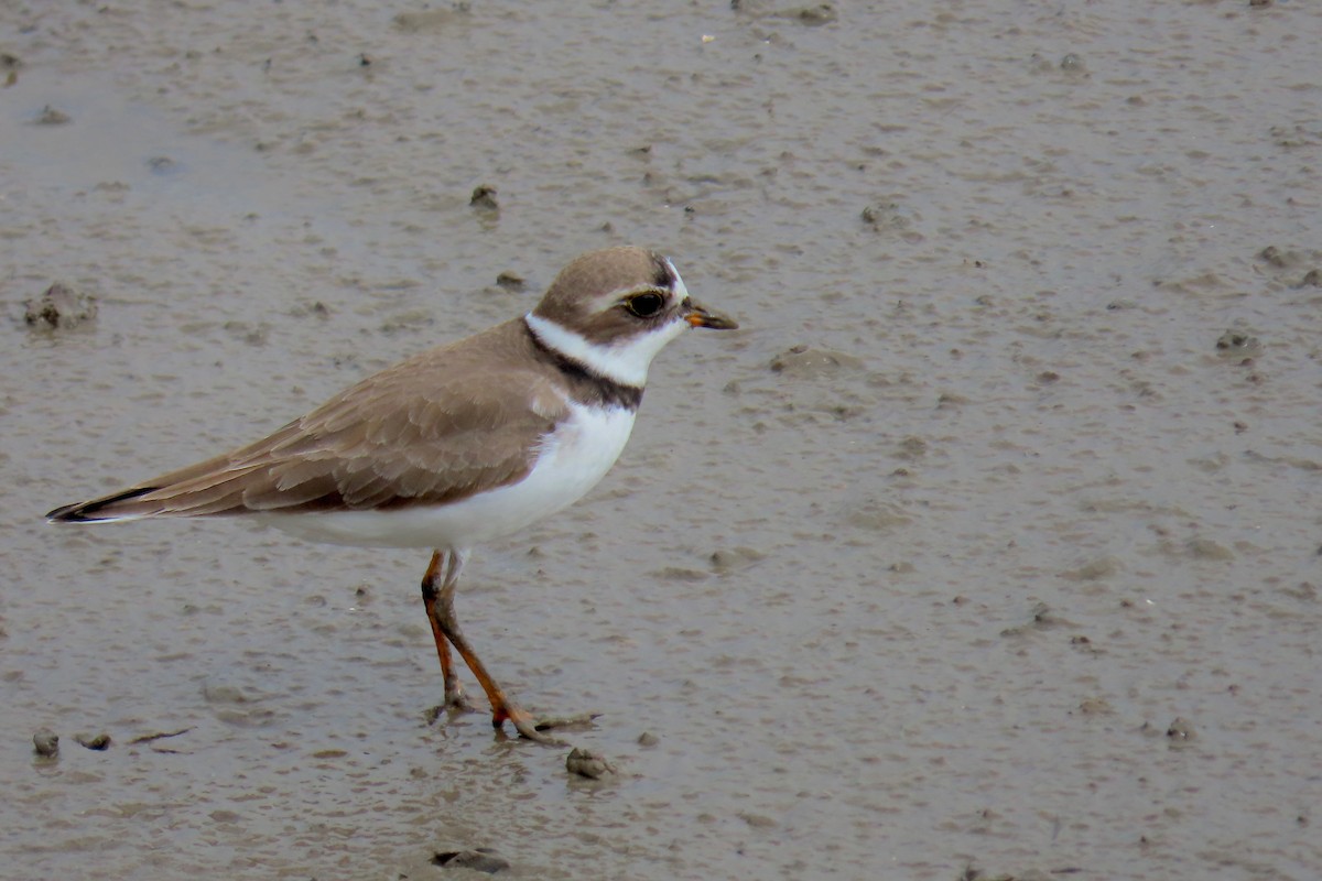 Semipalmated Plover - Terry Swope