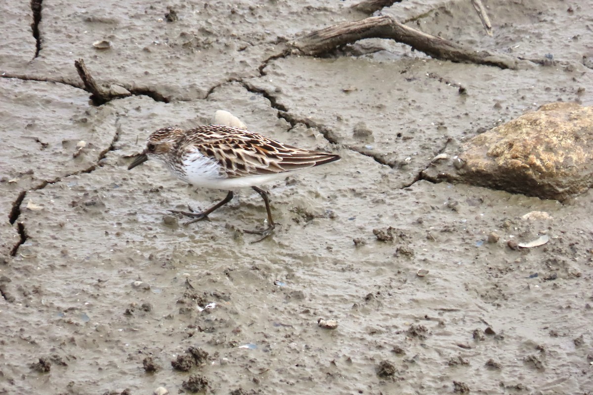 Semipalmated Sandpiper - Terry Swope