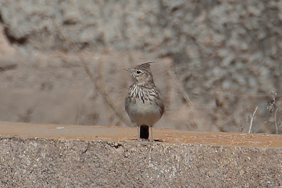 Thekla's Lark - Juan Sebastian Barrero