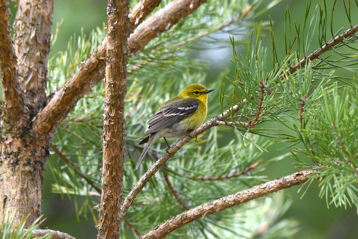 Pine Warbler - Devin Johnstone