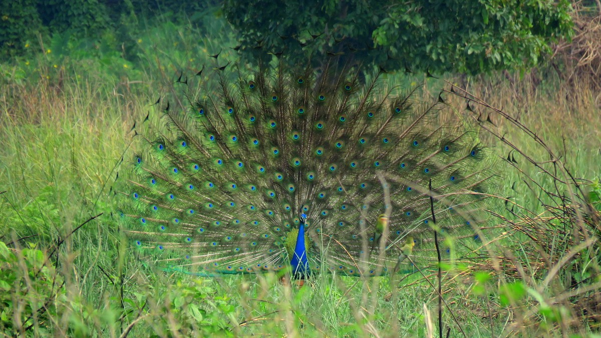 Indian Peafowl - ML619133357