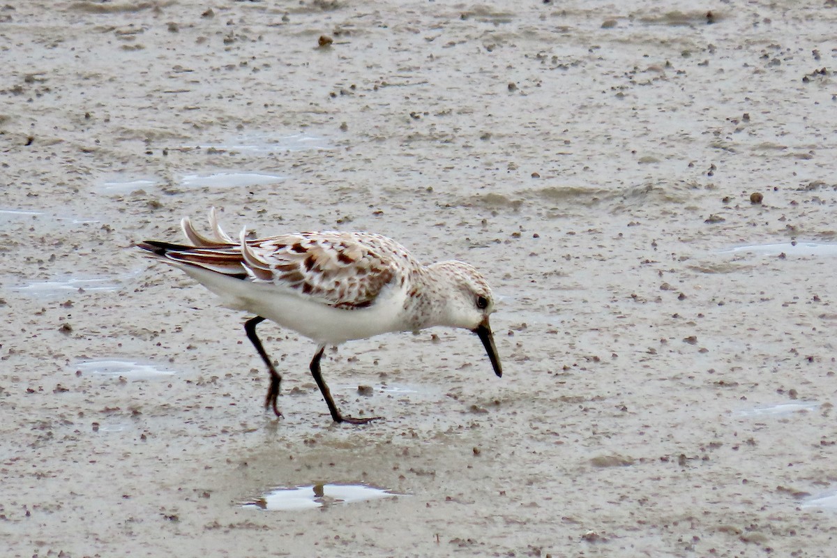 Sanderling - Terry Swope