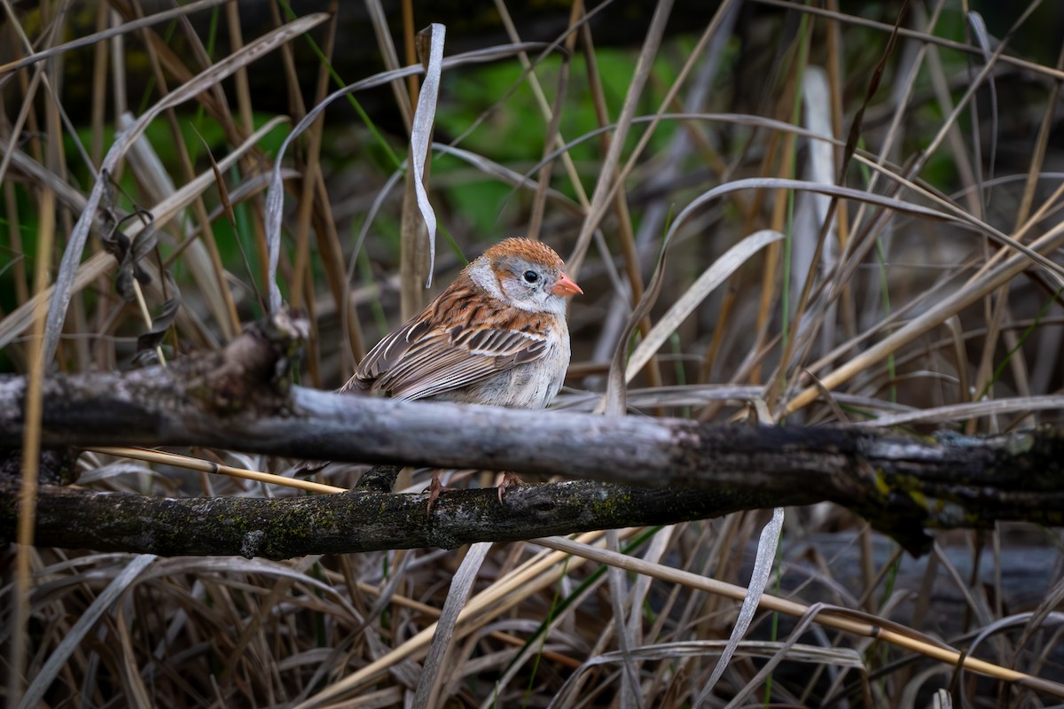 Field Sparrow - Myron Peterson