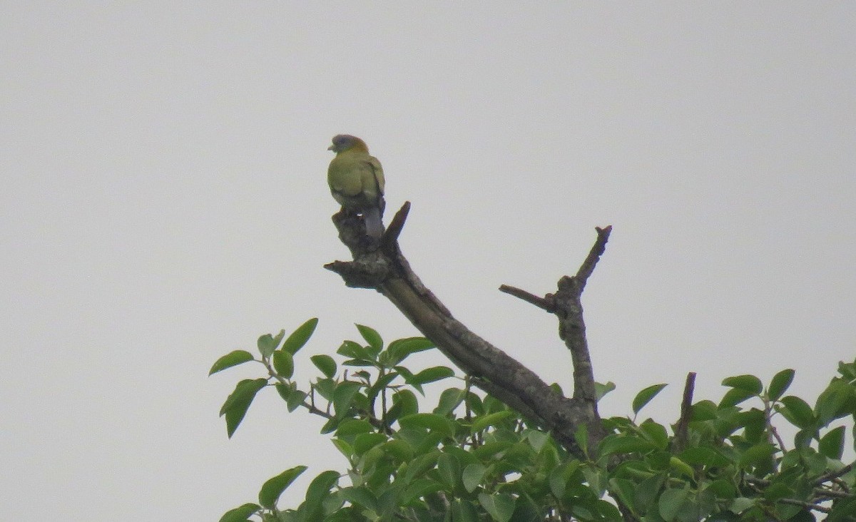 Yellow-footed Green-Pigeon - Deepa Mohan