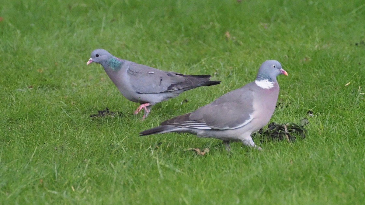 Common Wood-Pigeon - Bez Bezuidenhout