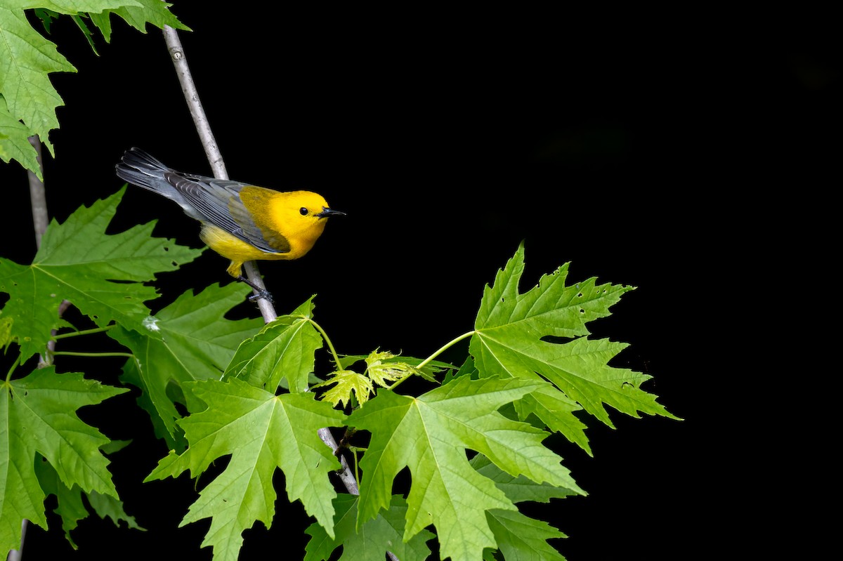 Prothonotary Warbler - ML619133393