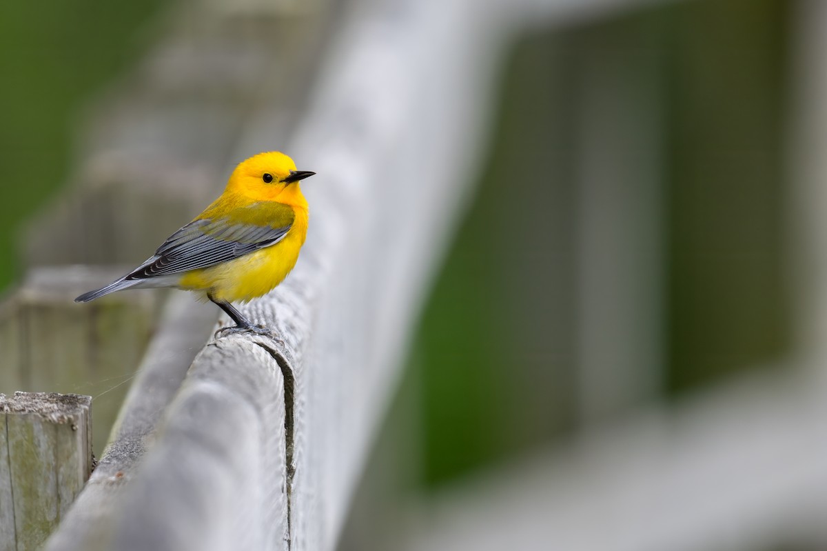 Prothonotary Warbler - ML619133395
