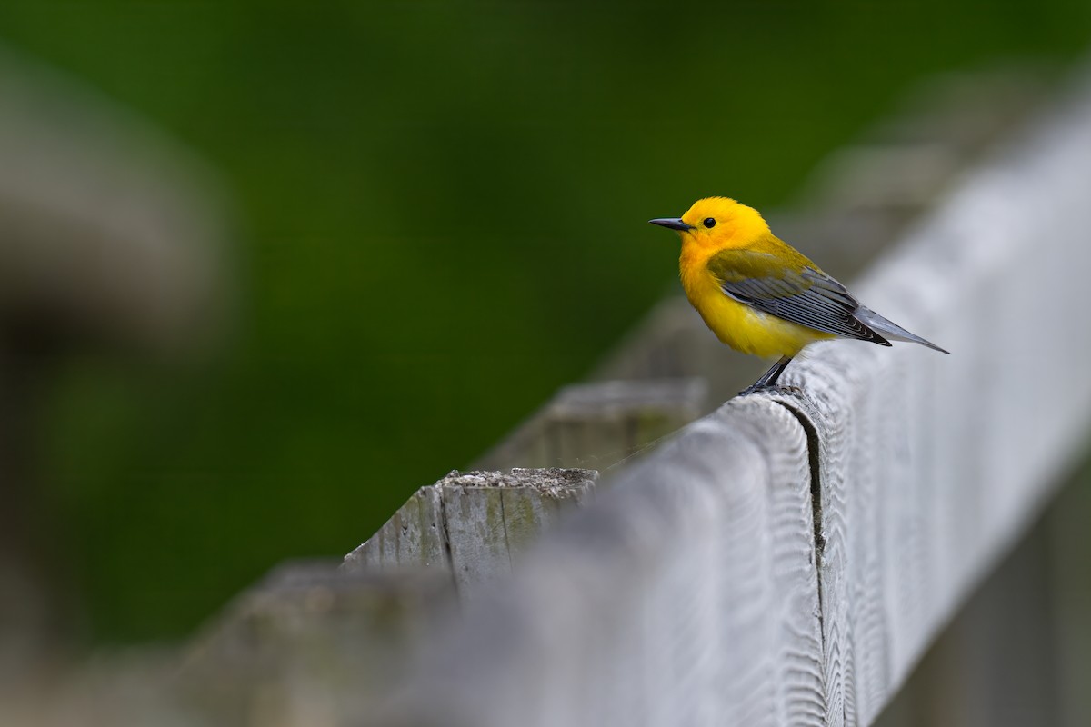 Prothonotary Warbler - ML619133396