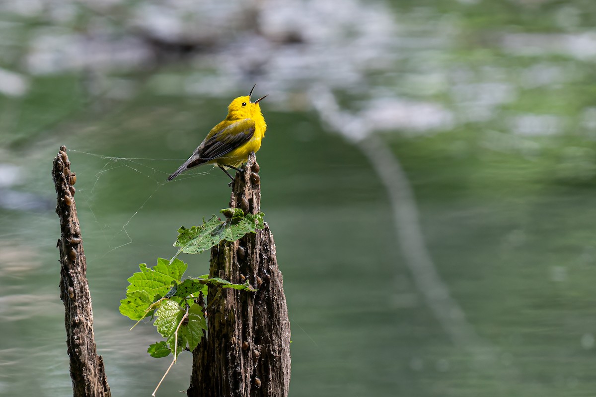 Prothonotary Warbler - ML619133397