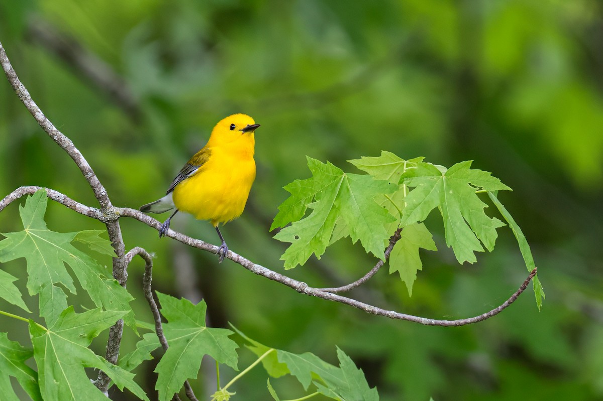 Prothonotary Warbler - ML619133398