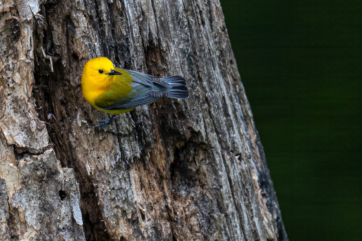 Prothonotary Warbler - ML619133399