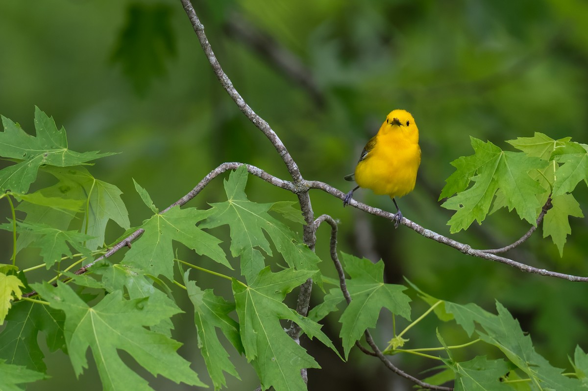 Prothonotary Warbler - ML619133400