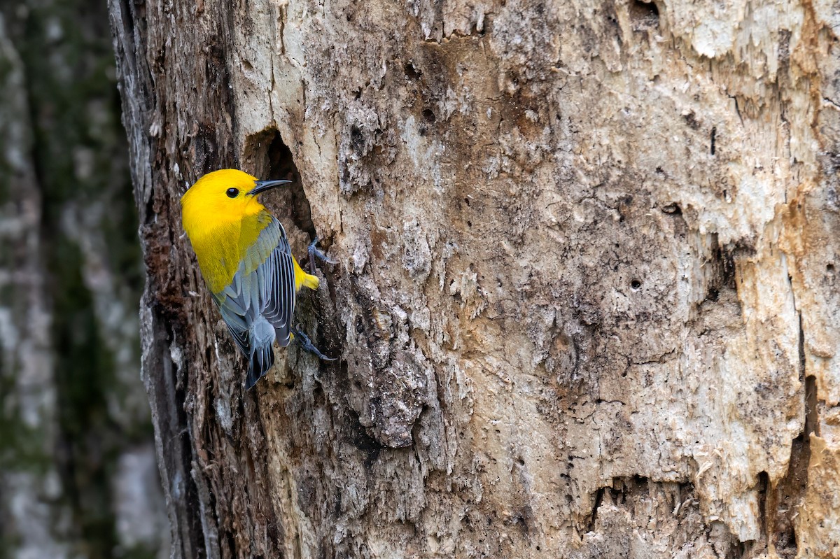 Prothonotary Warbler - ML619133401