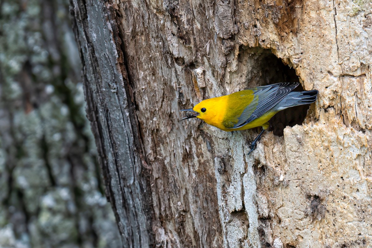 Prothonotary Warbler - ML619133403