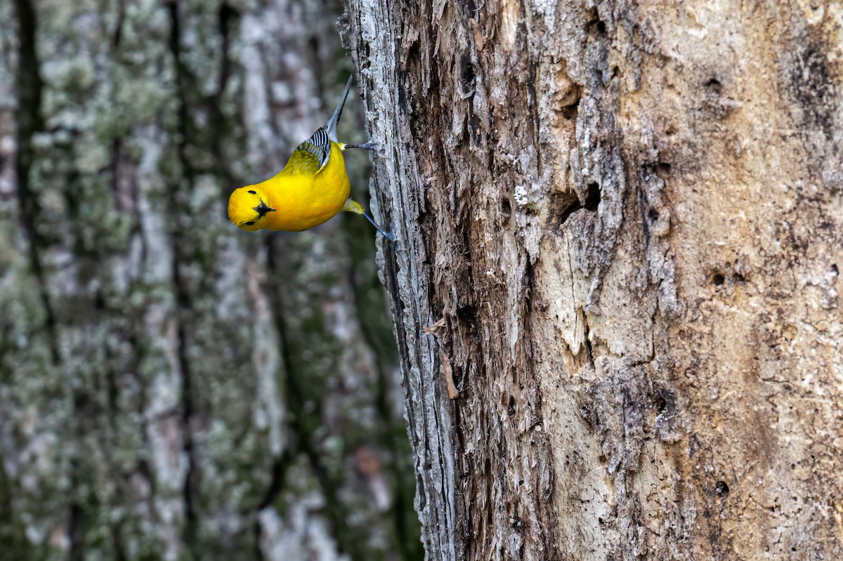 Prothonotary Warbler - ML619133404