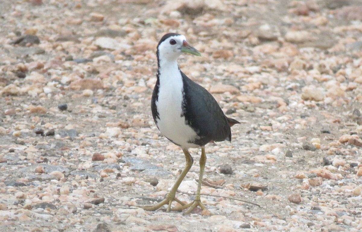 White-breasted Waterhen - ML619133405