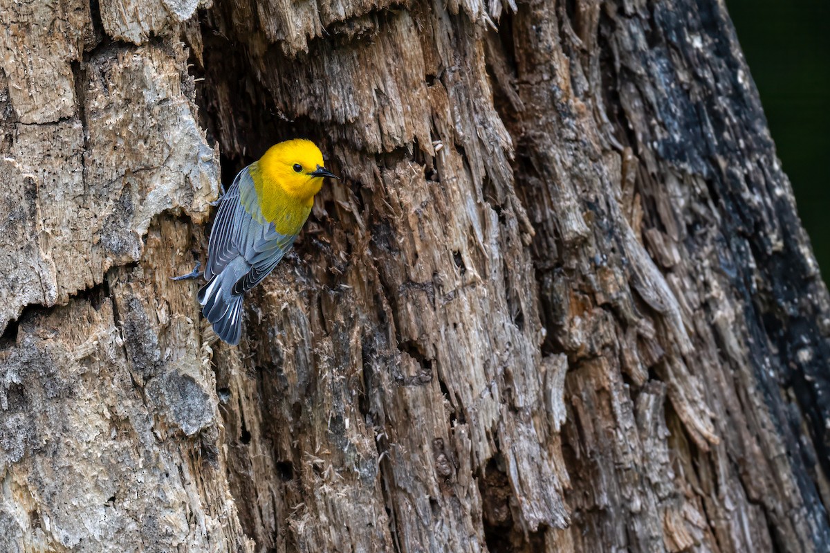 Prothonotary Warbler - ML619133407