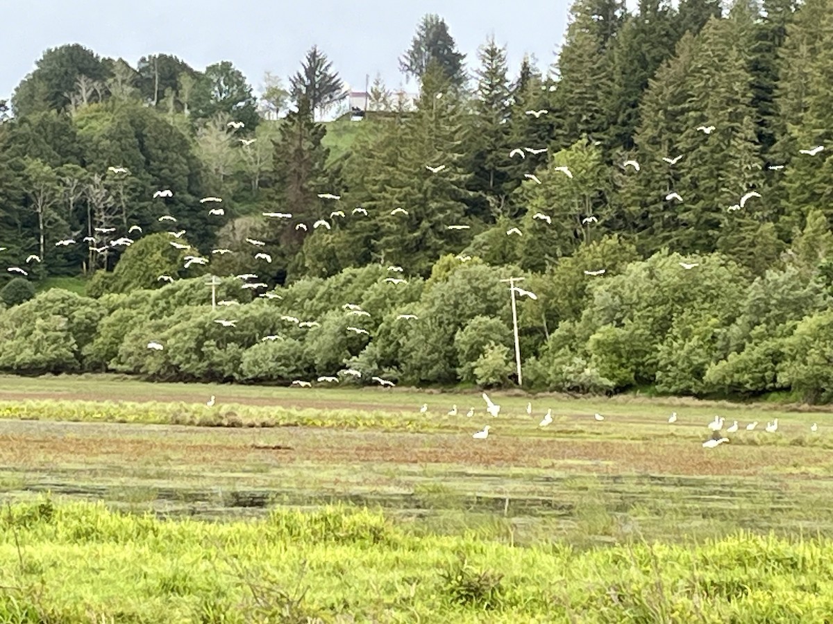 Great Egret - Tim Rodenkirk