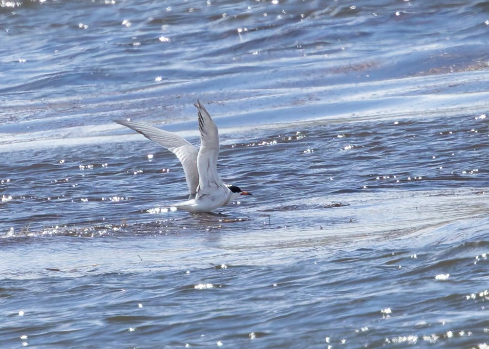 Forster's Tern - Verlee Sanburg