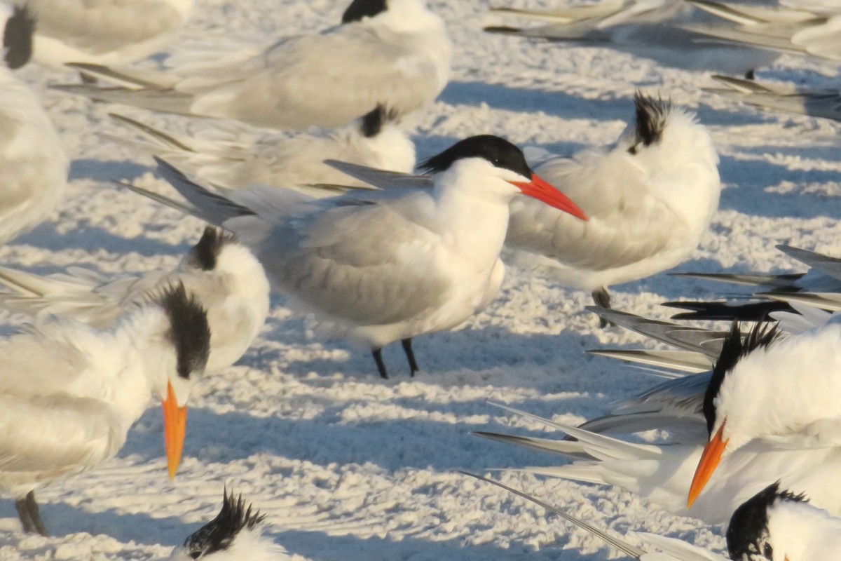 Caspian Tern - ML619133469