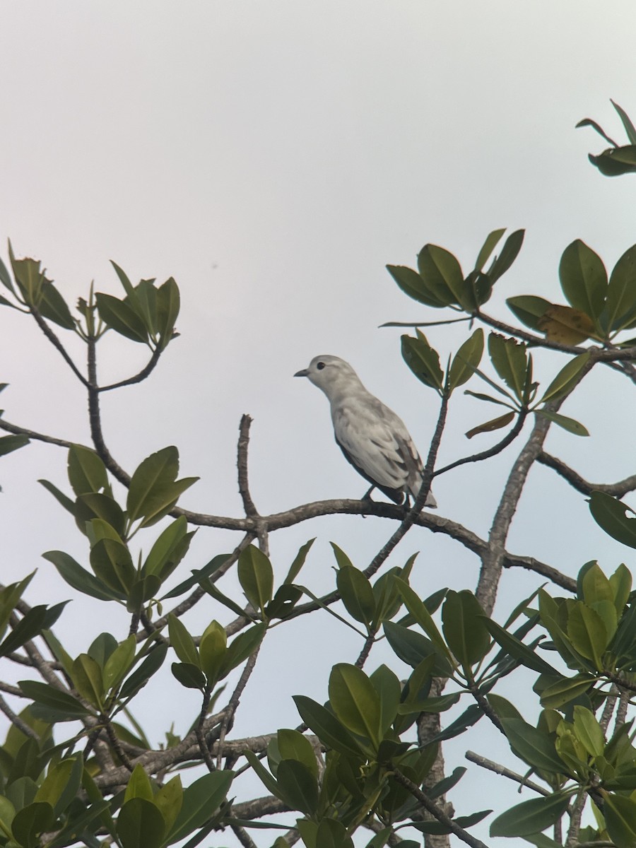 Snowy Cotinga - Brenda Sánchez