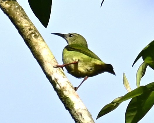 Red-legged Honeycreeper - Nancy Blaze