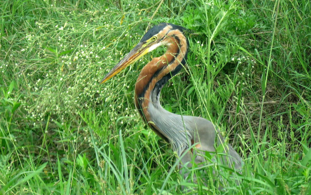 Purple Heron - Deepa Mohan