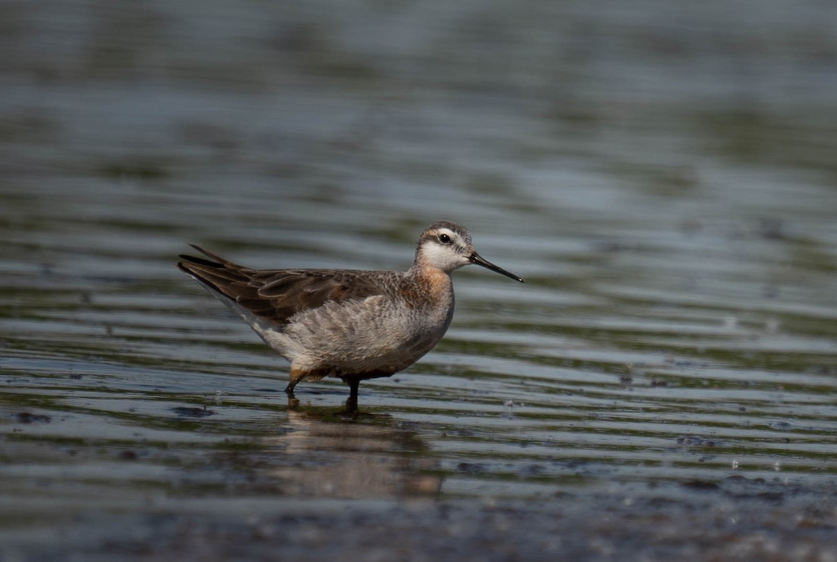 Wilson's Phalarope - ML619133479