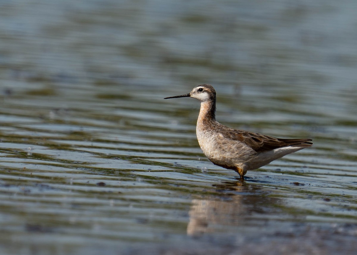 Wilson's Phalarope - ML619133480