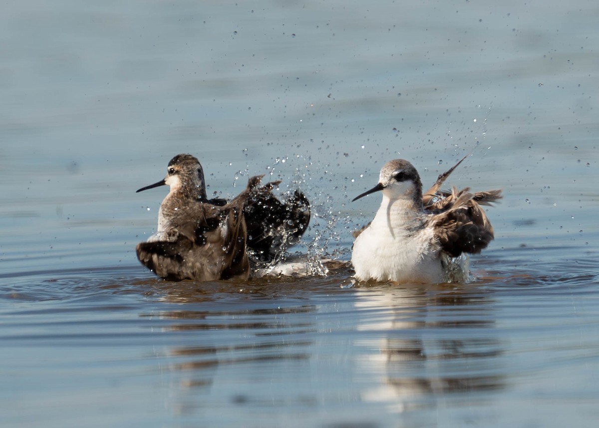 Wilson's Phalarope - Steve Knapp