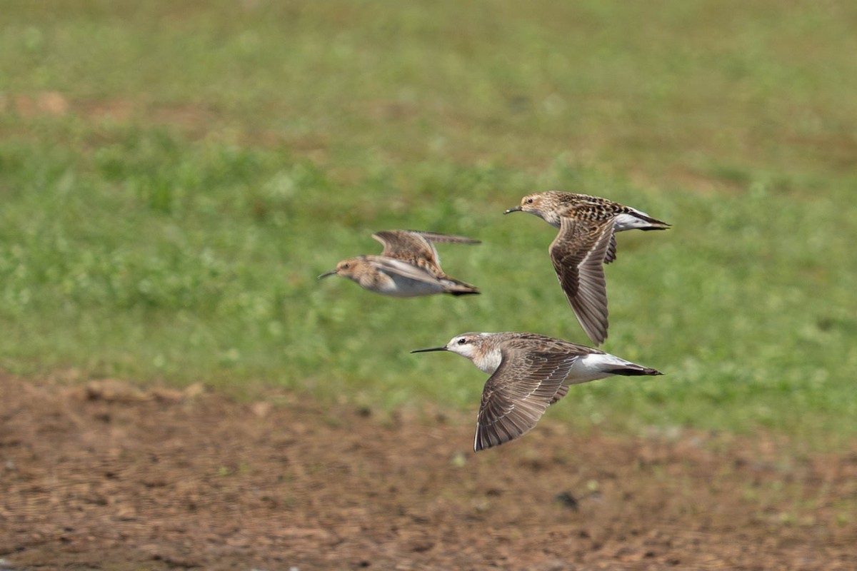 Wilson's Phalarope - ML619133483