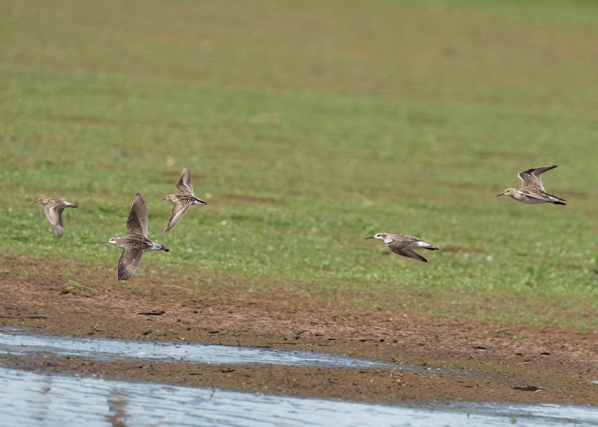 Wilson's Phalarope - Steve Knapp