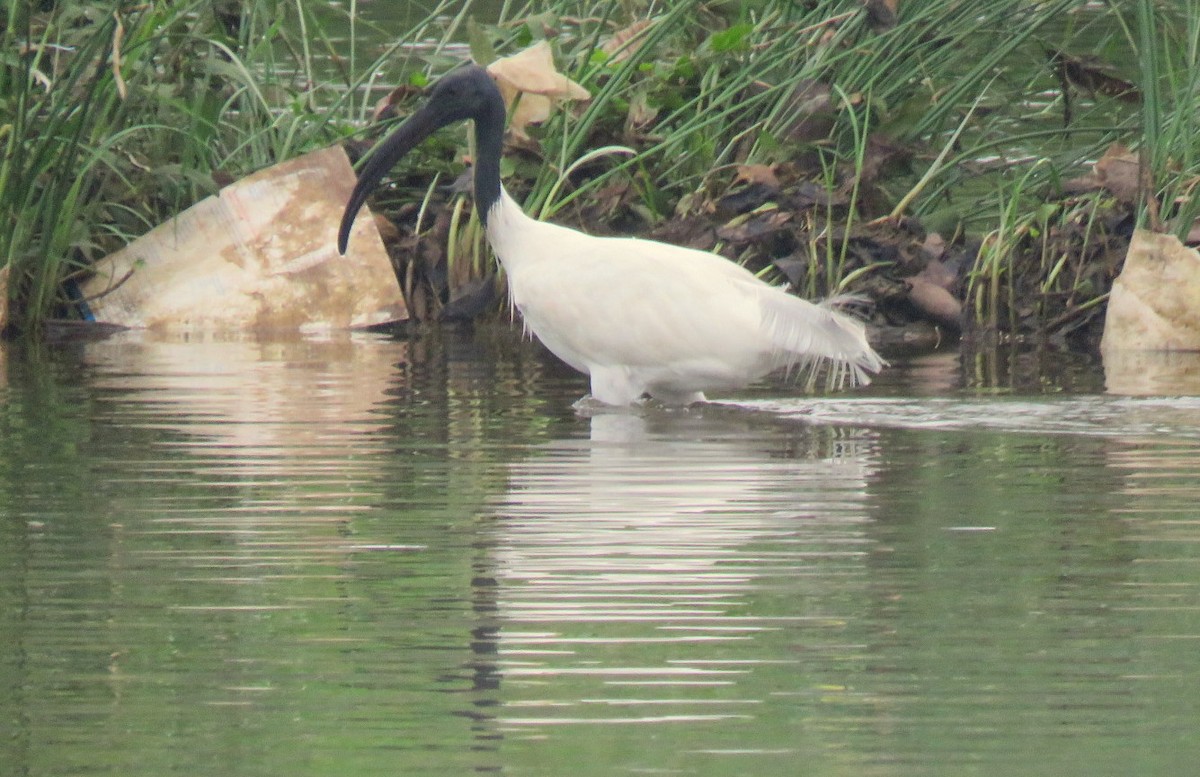 Black-headed Ibis - ML619133499