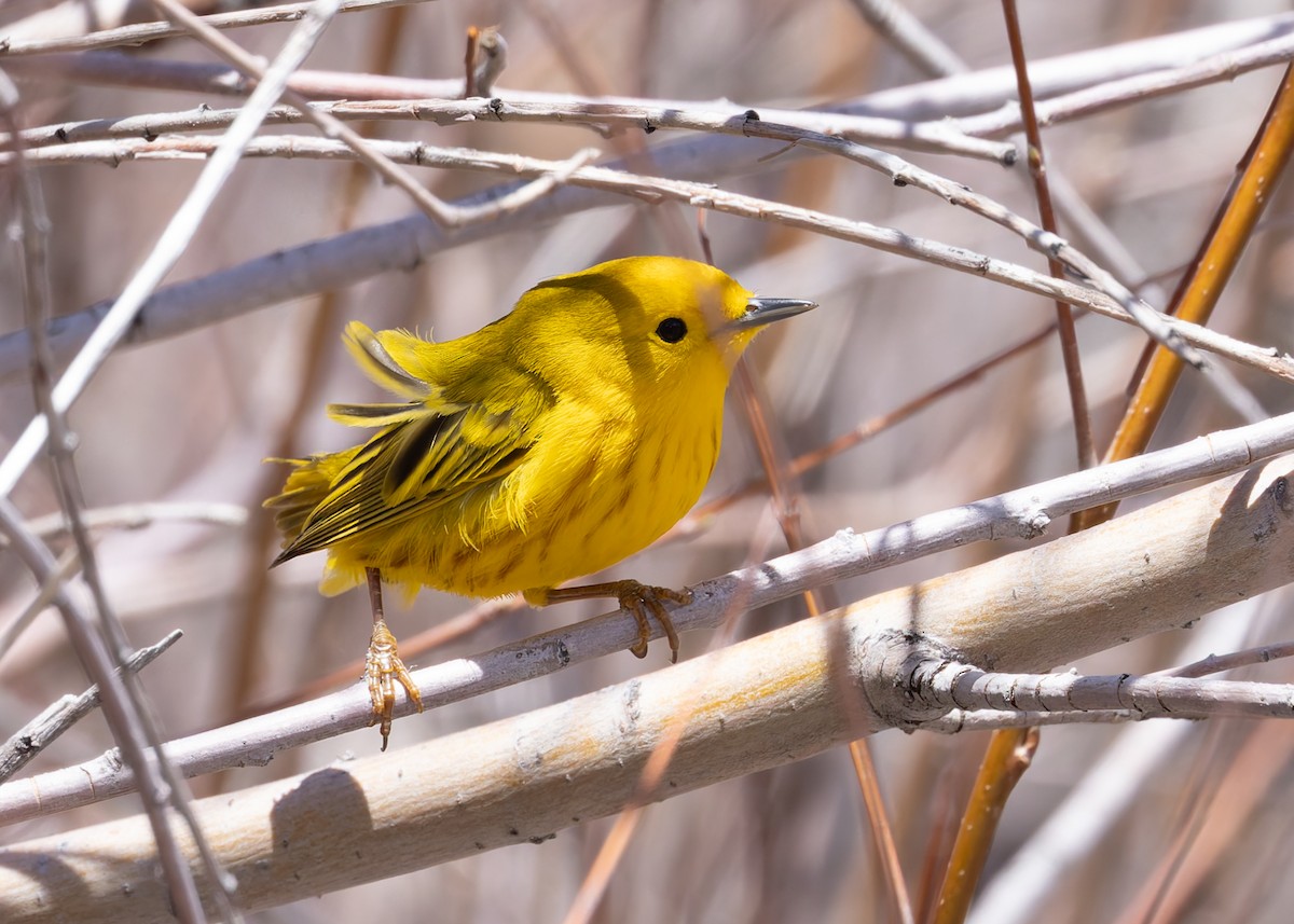 Yellow Warbler - Verlee Sanburg