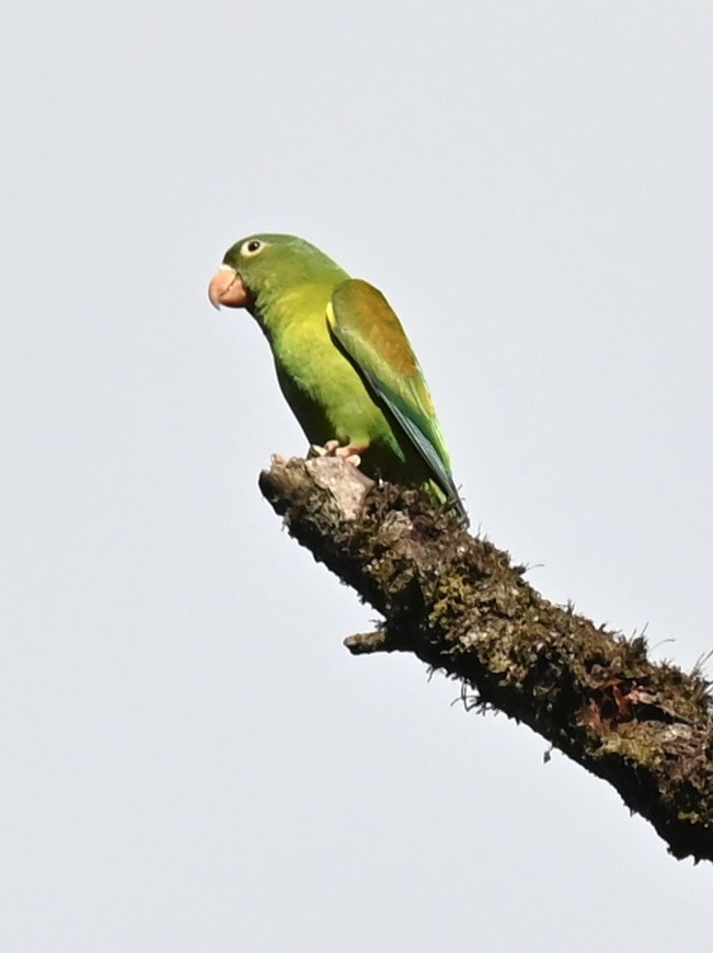 Orange-chinned Parakeet - Nancy Blaze