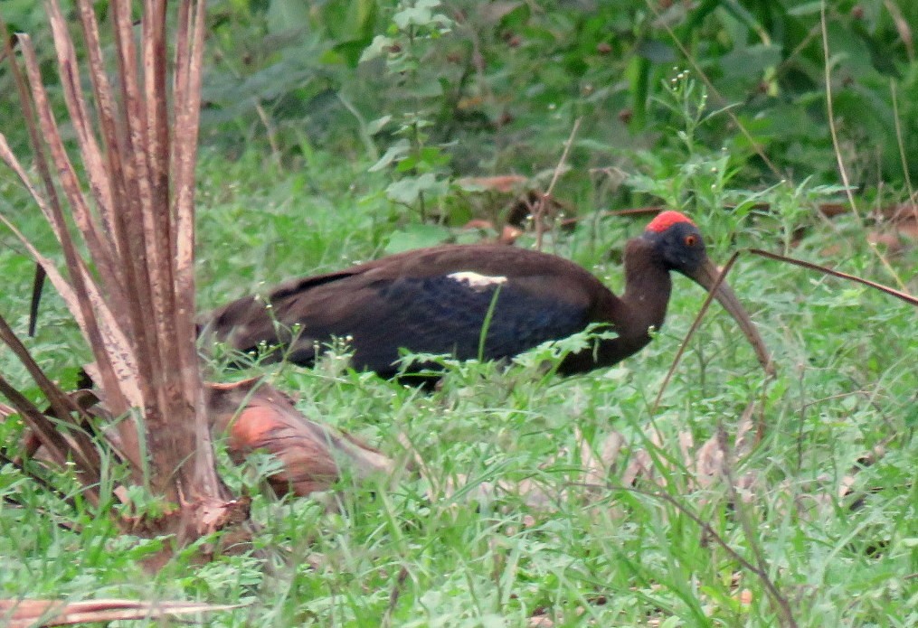 Red-naped Ibis - Deepa Mohan