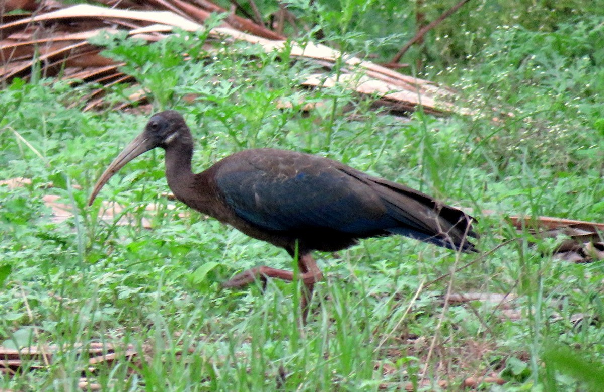 Red-naped Ibis - Deepa Mohan