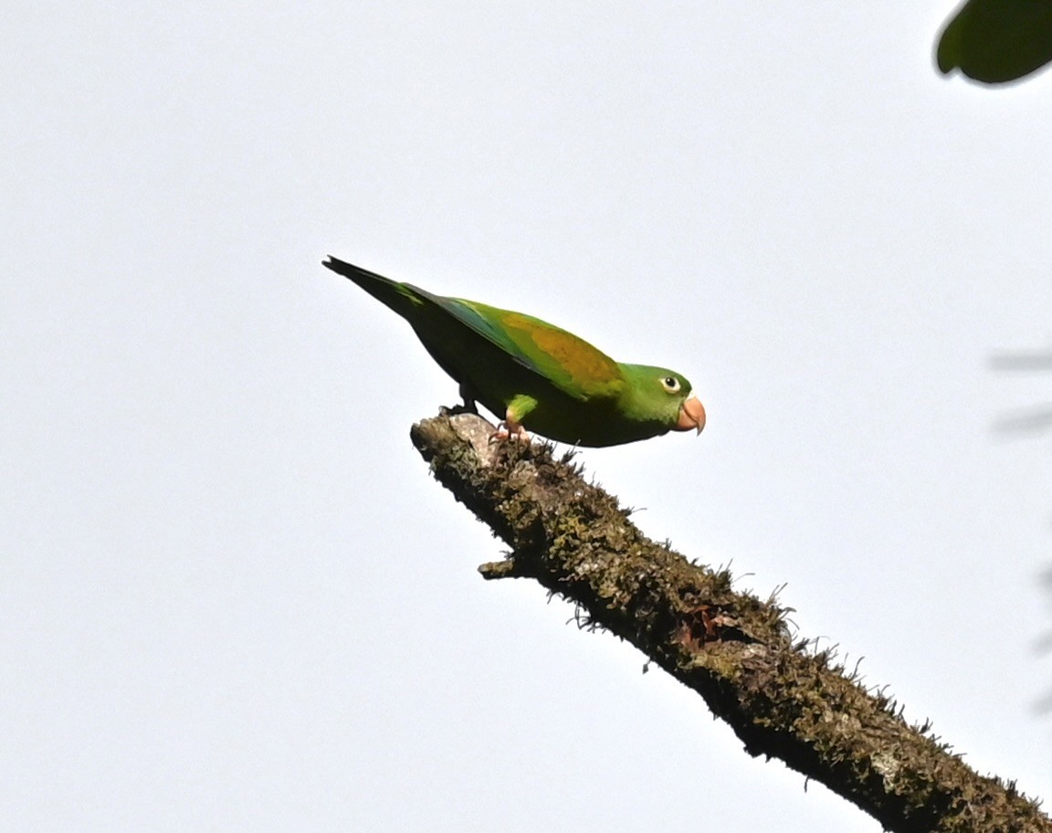 Orange-chinned Parakeet - Nancy Blaze