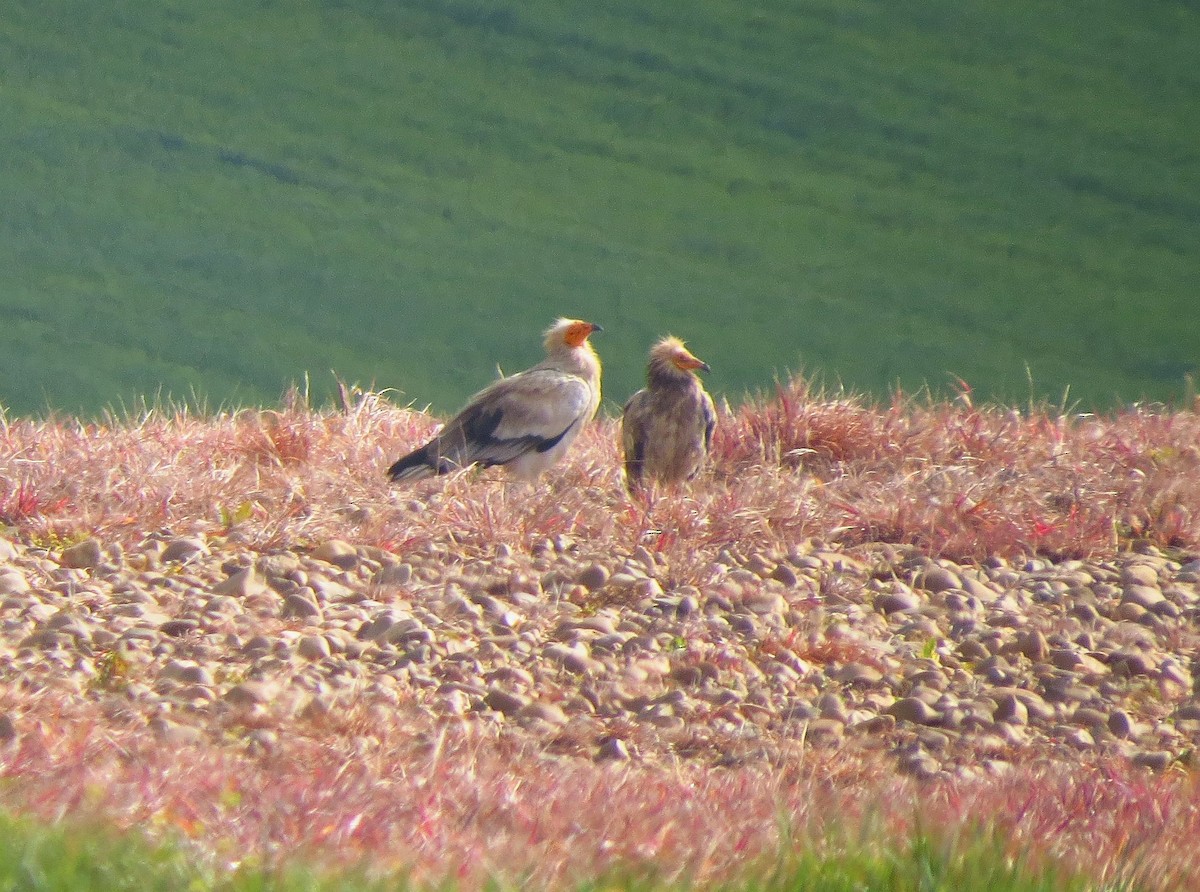 Egyptian Vulture - Víctor Salvador Vilariño