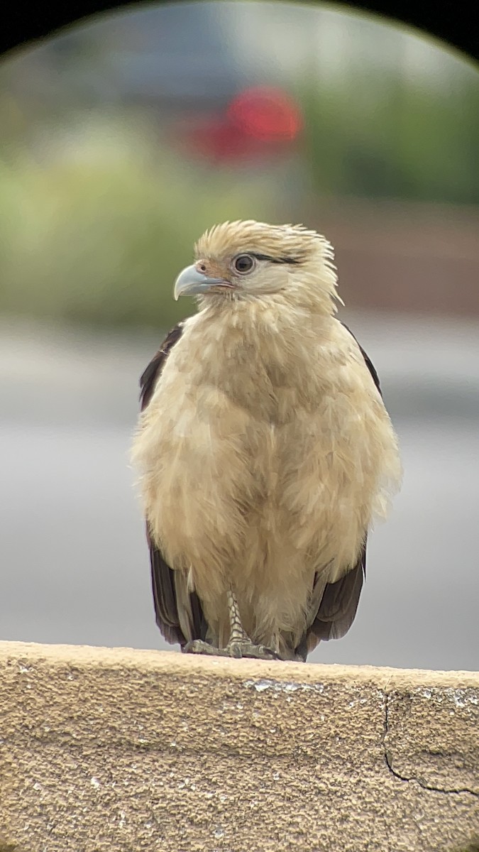 Yellow-headed Caracara - Benny Jacobs-Schwartz