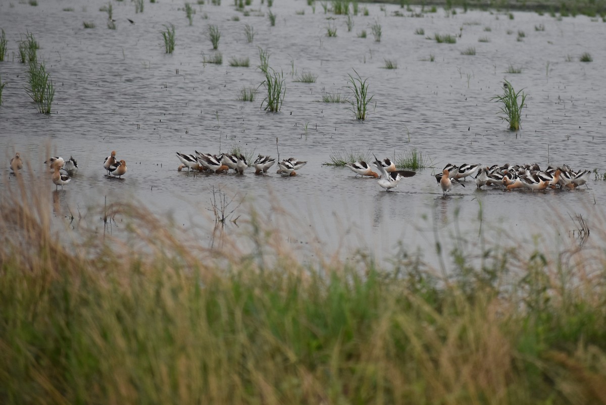 American Avocet - ML619133559