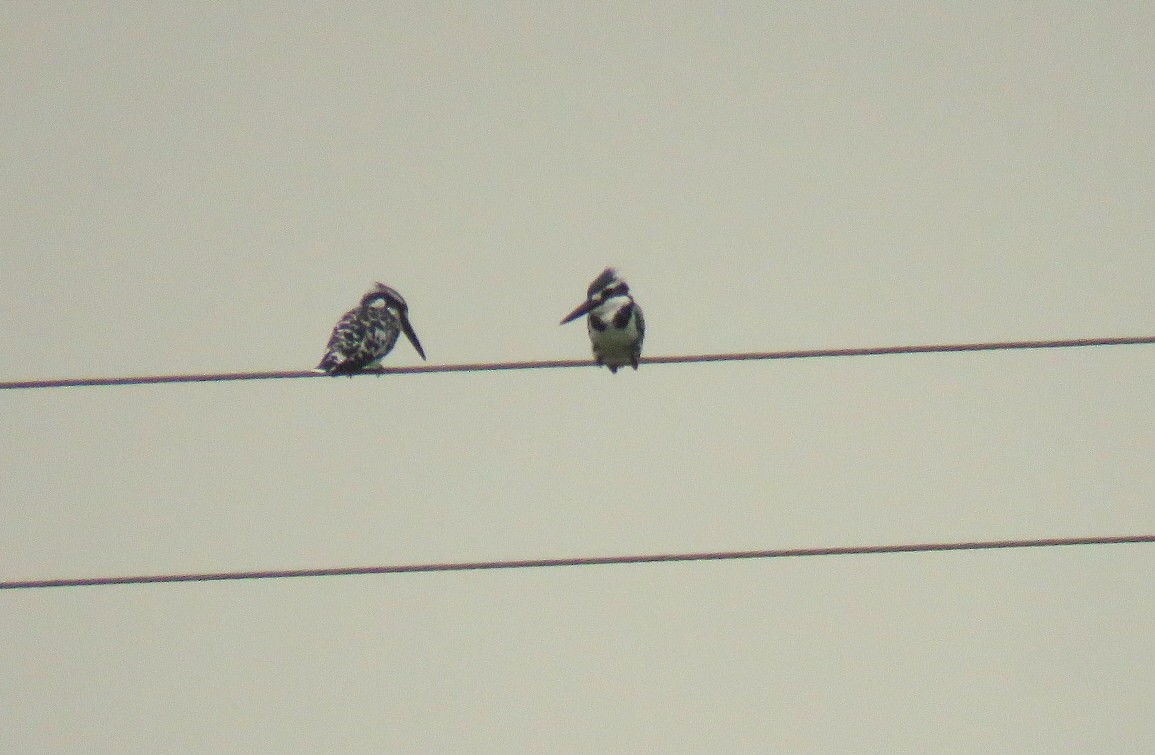 Pied Kingfisher - ML619133572