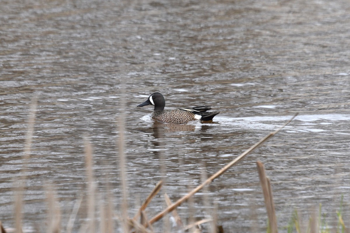 Blue-winged Teal - Devin Johnstone