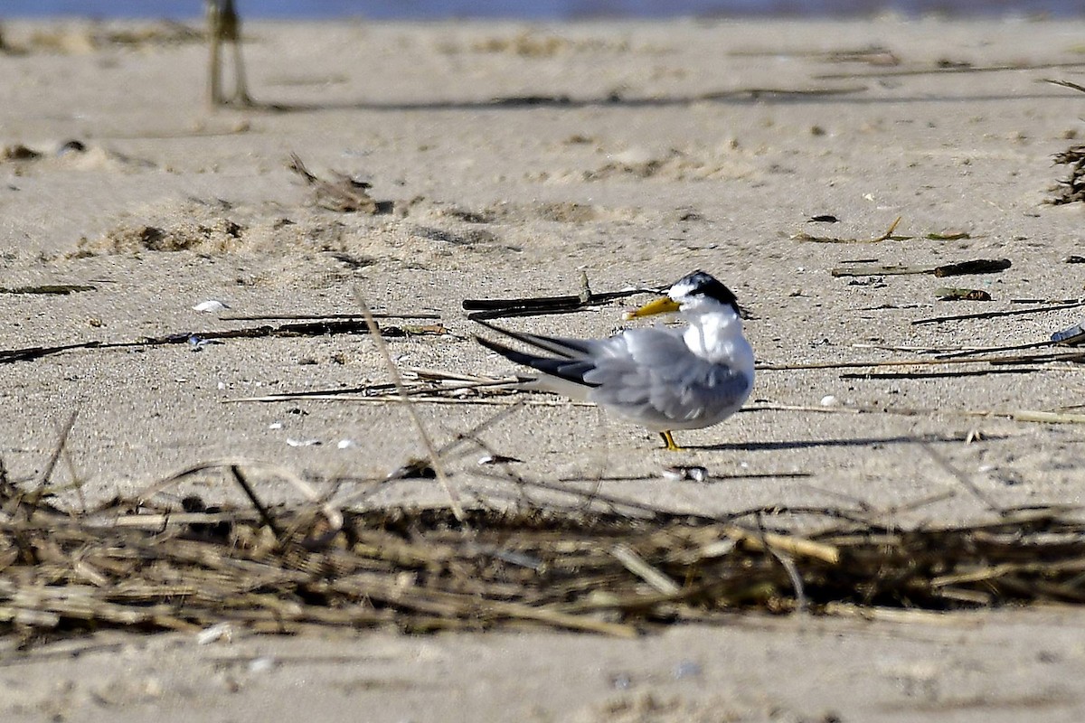 Yellow-billed Tern - ML619133592