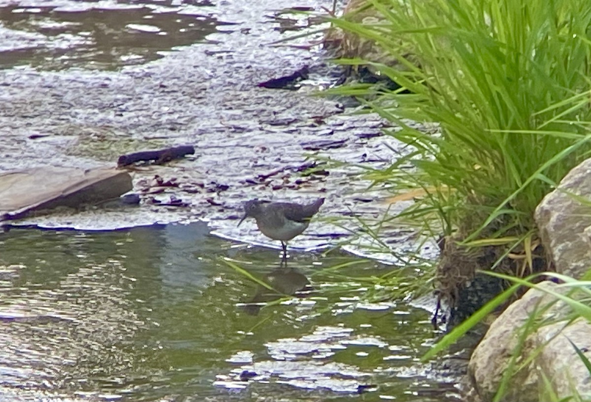 Solitary Sandpiper - Patty & Kevin 👀👂🏻🦆 McKelvey